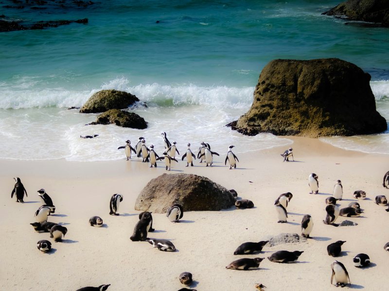 African penguins walking and resting along the white sand and turquoise shoreline at Boulders Beach, with large granite rocks in the background.