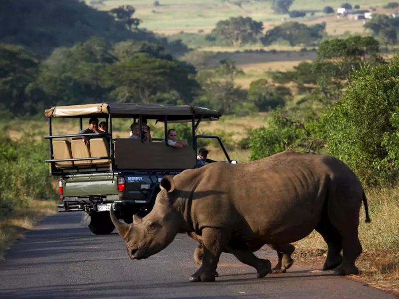 White rhino crossing a paved road in front of a safari vehicle in Hluhluwe–iMfolozi Park.