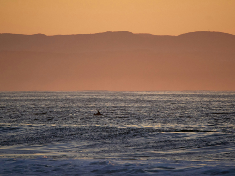 Silhouette of a dolphin swimming offshore at sunrise near Jeffreys Bay with orange mountains in the background.