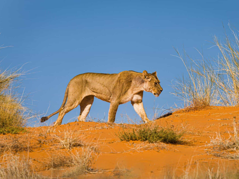 Lioness walking across bright red Kalahari dunes under a blue sky in Kgalagadi Transfrontier Park.