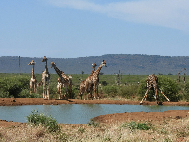 Group of giraffes drinking and standing around a waterhole in Madikwe Game Reserve with distant hills behind.