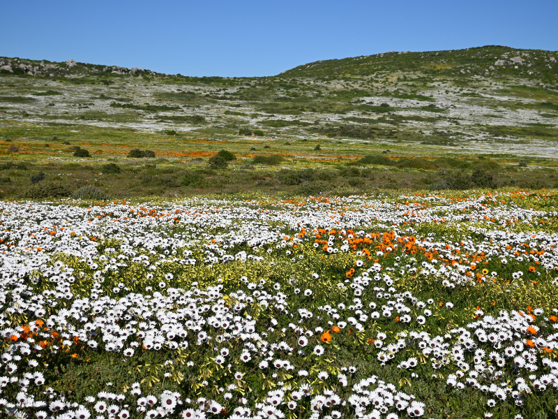 Field of colorful wildflowers stretching across rolling hills in West Coast National Park.