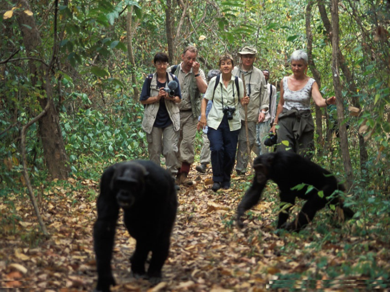 Visitors walking through forest as wild chimpanzees move across the trail in Kibale National Park.