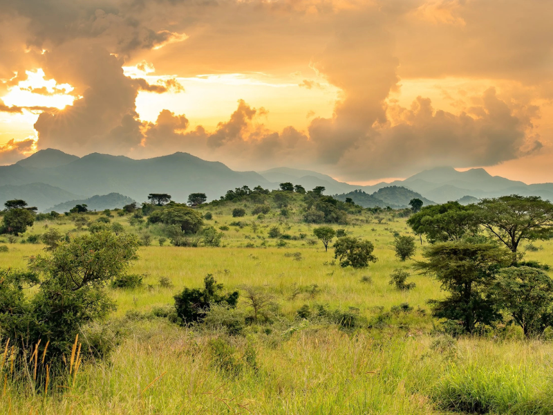 Golden savannah and rolling hills at sunset in Kidepo Valley National Park.
