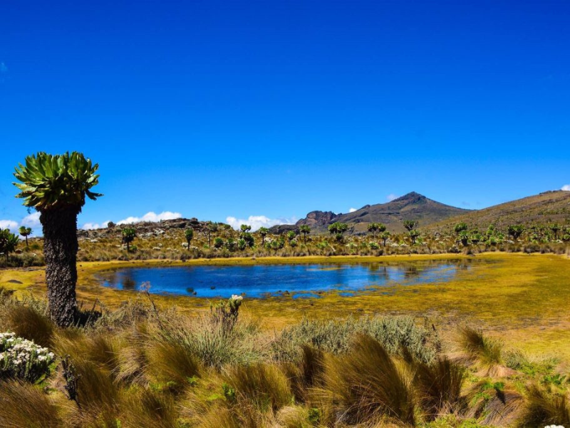Mount Elgon’s highland landscape with bright blue skies, alpine plants and a small crater lake.