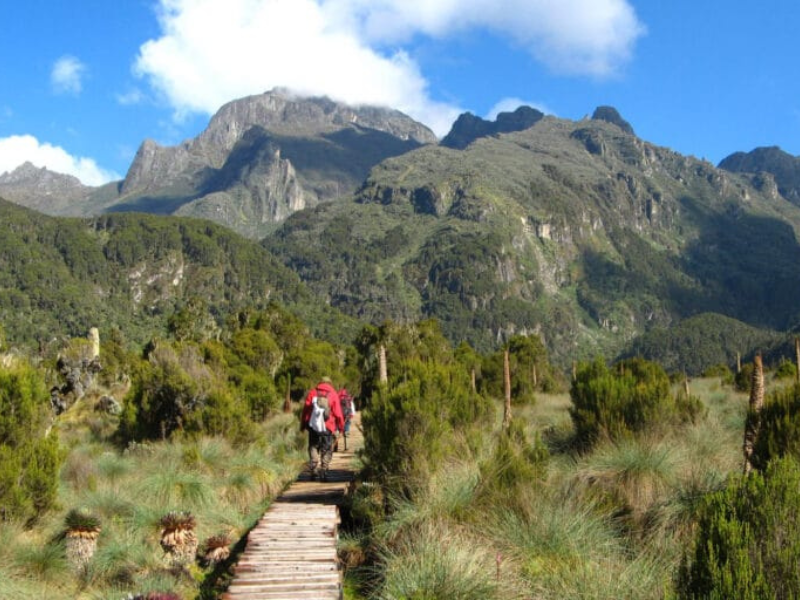 Trekkers walking along a boardwalk trail beneath the rugged, misty peaks of the Rwenzori Mountains.