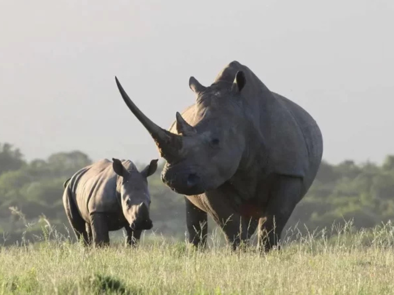 A mother rhino and her calf grazing in open grassland at Ziwa Rhino Sanctuary.