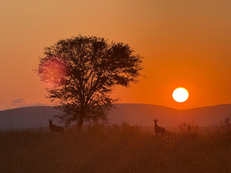 Golden African sunset with silhouetted antelope near a lone tree, perfect for a peaceful halal safari.