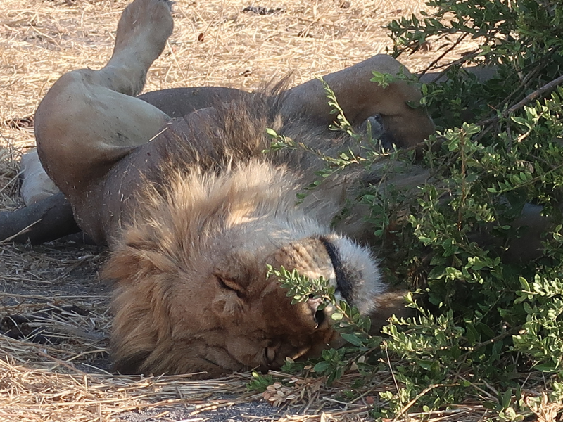 Male lion resting in the shade of low bushes during the heat of the day