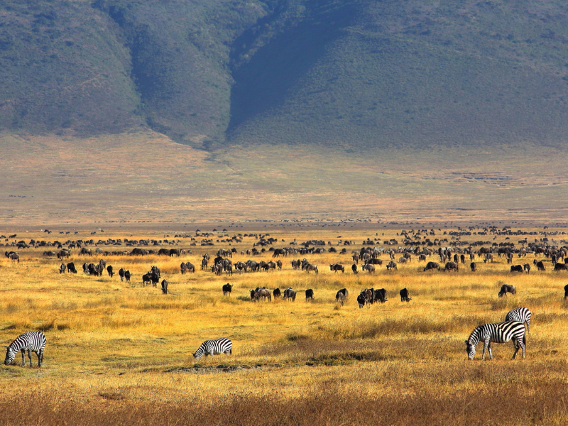 Ngorongoro Crater Tanzania: Facts, History, and What to Expect 4 Wildebeest and zebras grazing across golden grasslands with crater walls rising in the background
