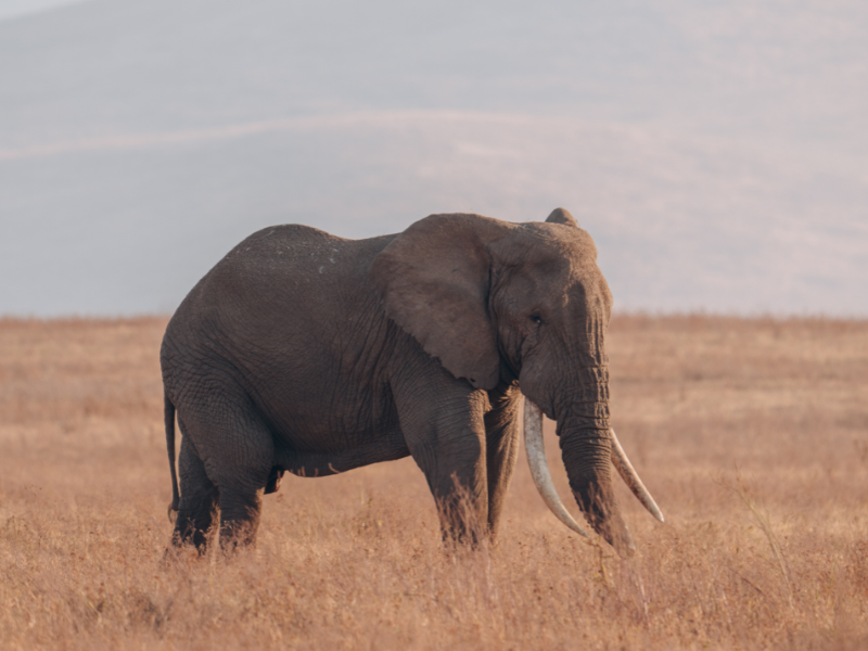 Elephant walking through open grasslands in soft morning light on an African safari.