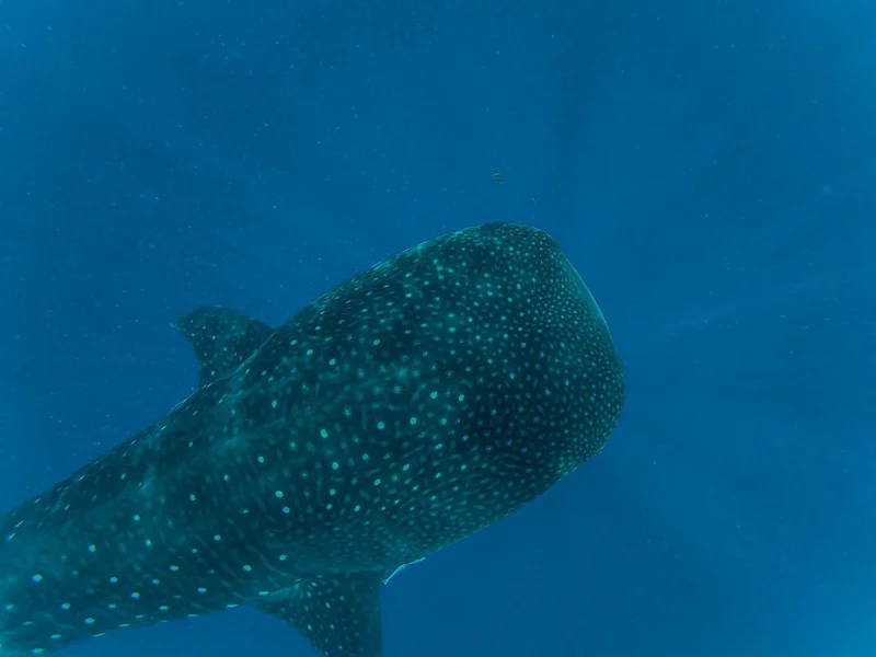 Mafia Island Tanzania: The Hidden Gem You’ll Wish You Found Sooner 3 Whale shark gliding through deep blue ocean during a snorkeling experience