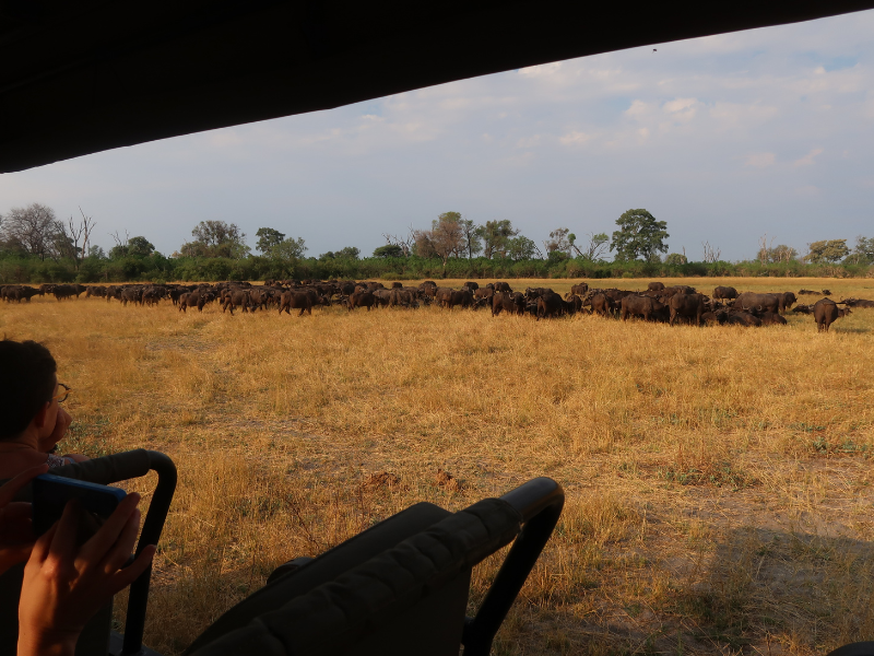 Large herd of buffalo moving across open plains as seen from a safari vehicle