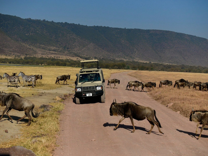 Custom African Safaris: What Bespoke Really Means 5 Safari vehicle paused as wildebeest and zebras cross the road in the savannah on custom African safaris.