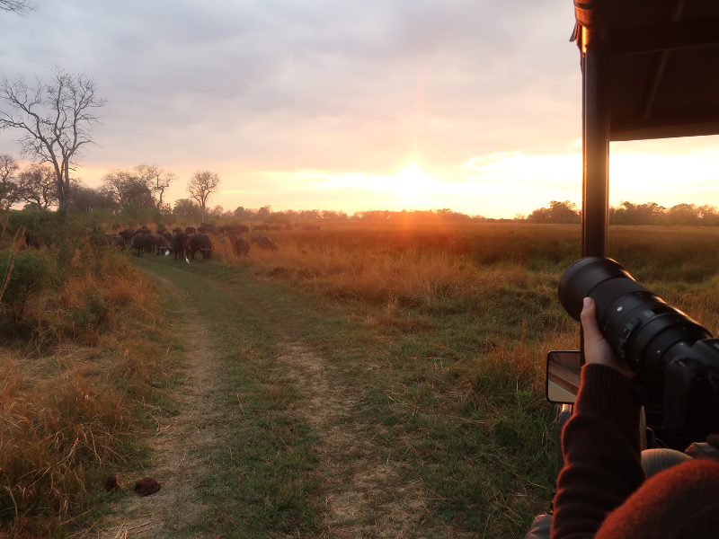 Photographer capturing wildlife at sunset during an evening game drive