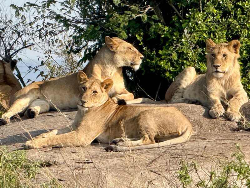 Lions resting on a sun-warmed rock in the African bush a common sighting on slow safaris.