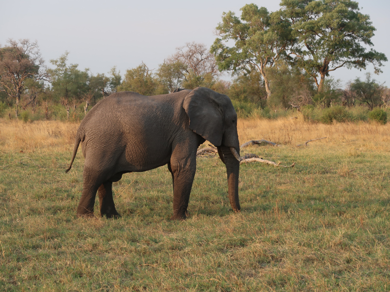 Elephant walking through golden grasslands in Moremi Game Reserve during the dry season 