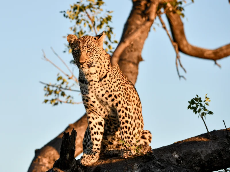 Leopard perched on a tree branch in Sabi Sands Game Reserve during golden hour 
