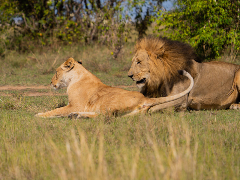 Male lion and lioness resting in sunlit grass, classic big-cat safari sighting