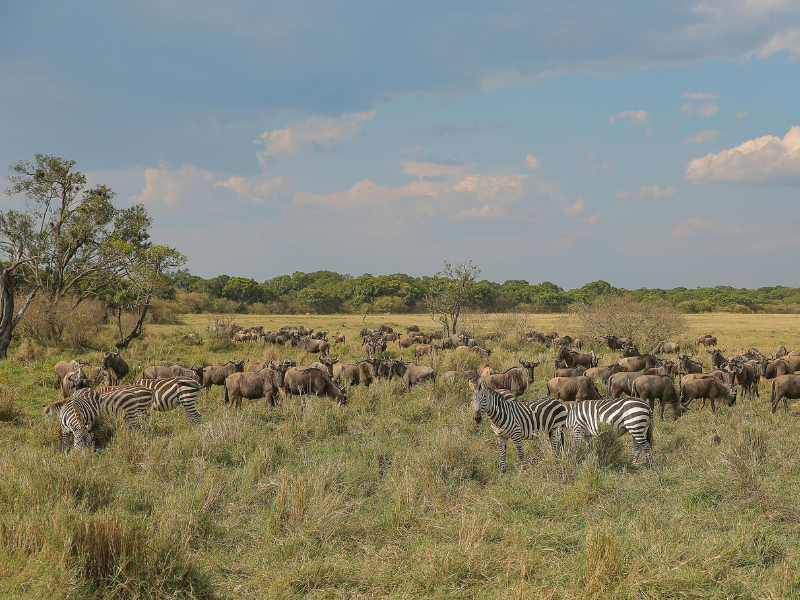 Wildebeest and zebras grazing on green plains during Africa in January, with wide skies and fresh grass after short rains