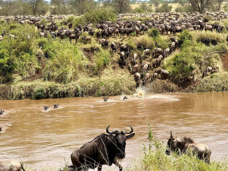 Wildebeest herd gathering at a riverbank during the Great Migration, with animals crossing through muddy water