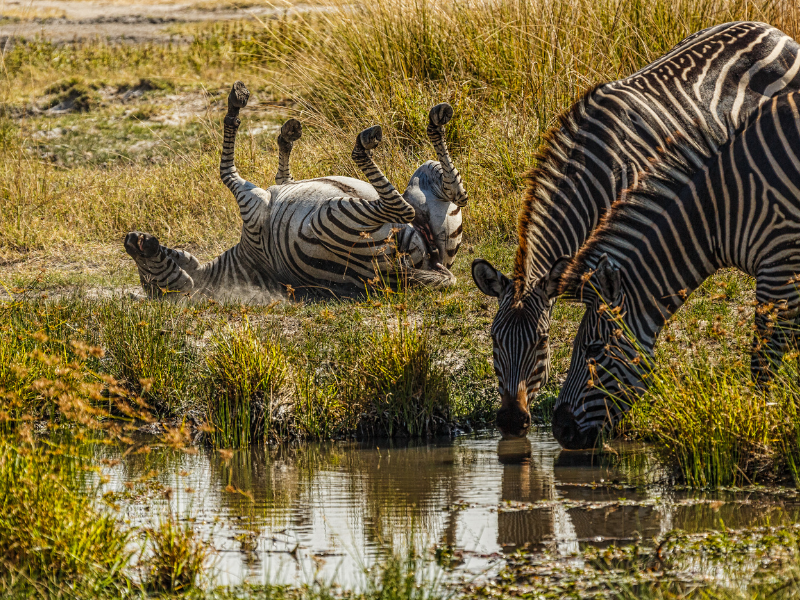 Zebras by a waterhole on african safaris 2026, with one rolling in the grass and others drinking