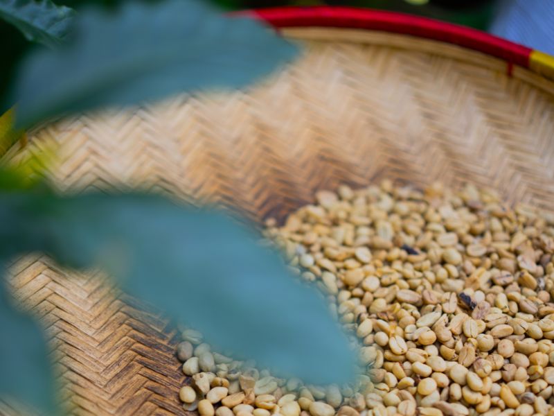 What to Expect on a Materuni Waterfalls & Coffee Tour (Tanzania Day Trip Guide) 2 Fresh coffee beans drying in a woven basket as part of the Materuni coffee tour experience.