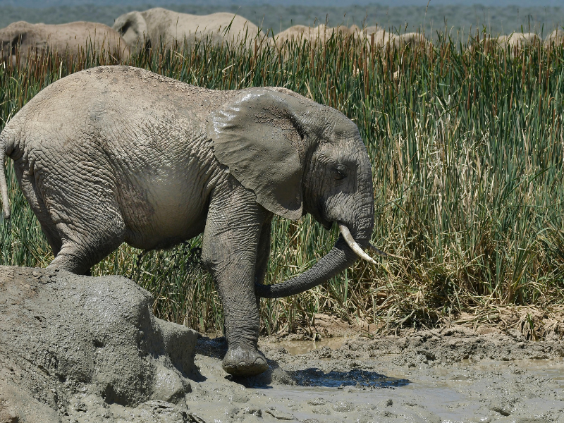 Elephant grazing near the Kazinga Channel during a Queen Elizabeth National Park safari.