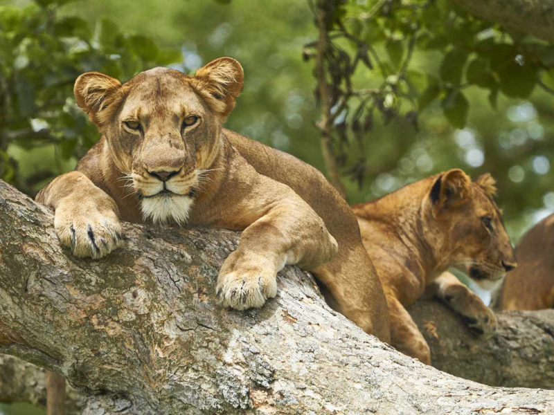Tree-climbing lions resting in Ishasha sector on a Queen Elizabeth National Park safari.