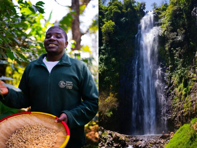 What to Expect on a Materuni Waterfalls & Coffee Tour (Tanzania Day Trip Guide) 1 Local guide holding freshly harvested coffee beans during a Materuni Waterfalls & Coffee Tour in Tanzania.