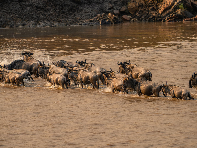 Wildebeest crossing a river during the Great Migration in the Serengeti.