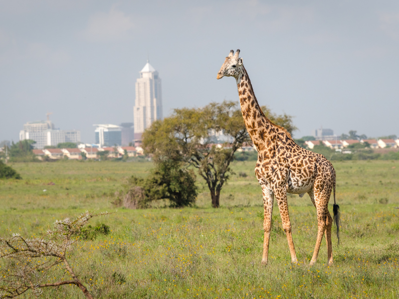 Giraffe standing in Nairobi National Park with the Nairobi skyline in the background.