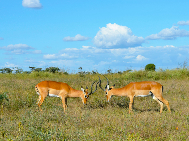Impalas grazing in Nairobi National Park, one of the top things to do in Nairobi for wildlife lovers.