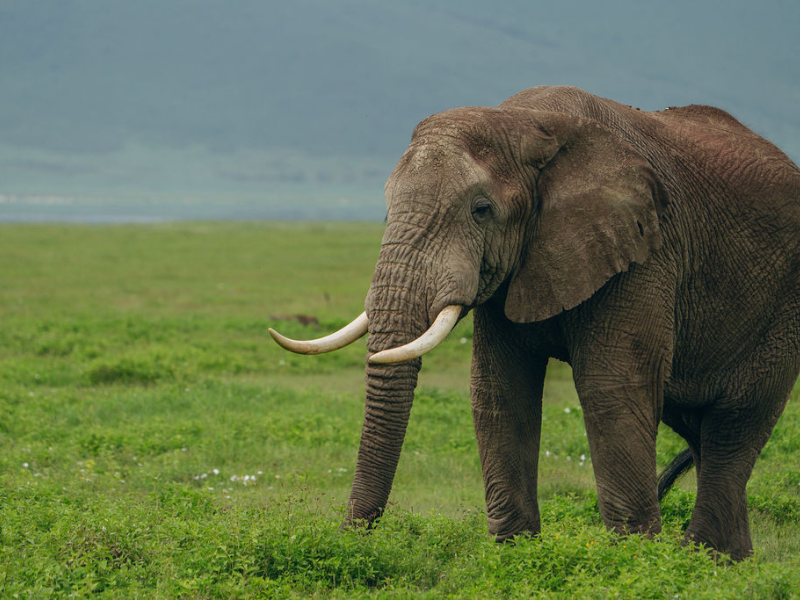 African elephant standing in open grassland with mountains in the distance, showcasing the kind of close wildlife encounters found on safari in Tanzania vs Kenya.