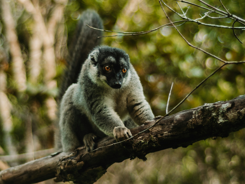The Top Places to Visit in Madagascar and Travel Tips 3 Lemur perched on a tree branch in dense forest, highlighting Madagascar’s rare and endemic wildlife.
