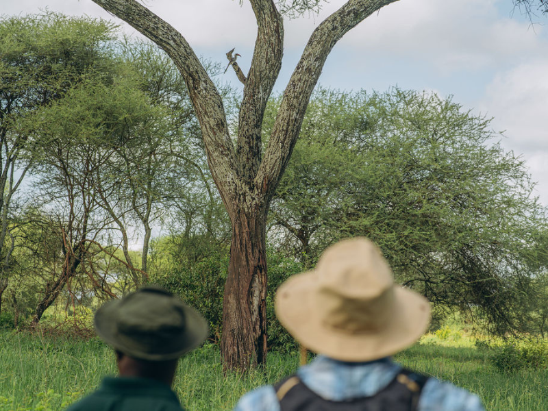 Safari guide and traveler looking up at a bird perched in a tree, a classic moment that highlights first time safari tips like slowing down and noticing the smaller details.