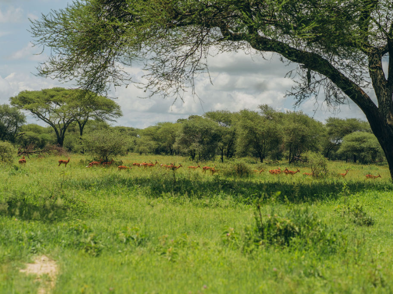 Herd of antelope moving through lush green savannah under scattered acacia trees, capturing the peaceful and expansive landscapes typical of East African safaris.