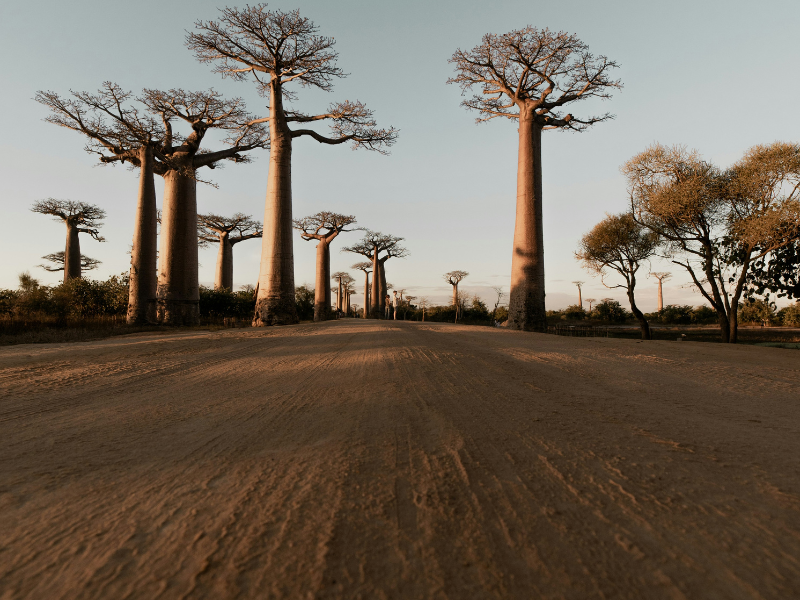 The Top Places to Visit in Madagascar and Travel Tips 1 Avenue of the Baobabs at sunrise with towering trees lining a dusty road, one of the most iconic Places to Visit in Madagascar.