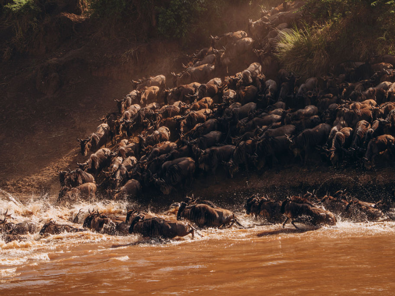 Wildebeest herd crossing a river during the Great Migration, kicking up dust and splashing through muddy water as they move together in dramatic wildlife action.
