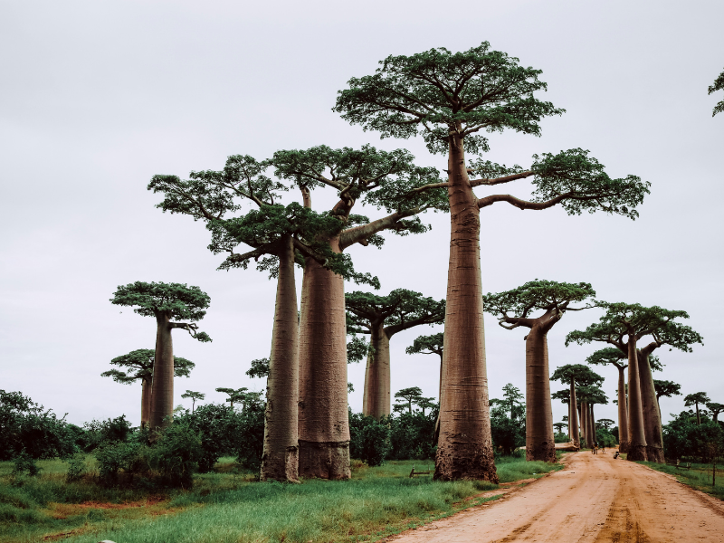 The Top Places to Visit in Madagascar and Travel Tips 2 Baobab trees rising above a green landscape along a rural road, showcasing Madagascar’s unique and otherworldly scenery.