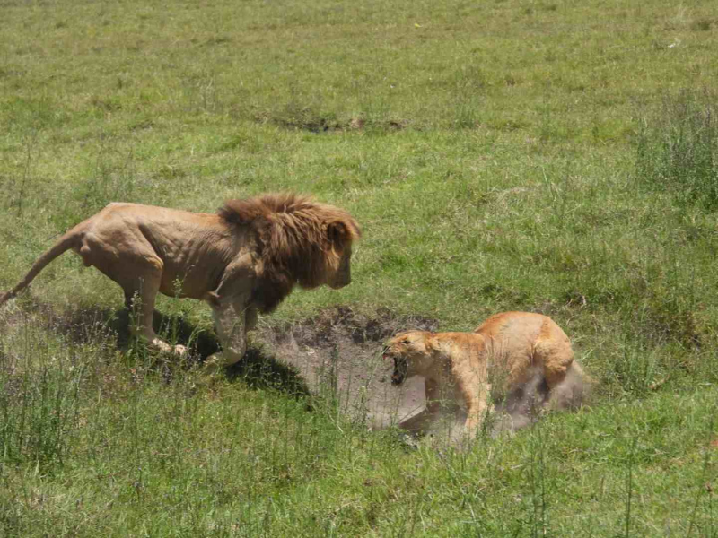 Lion and lioness interacting in grassy plains, a powerful wildlife encounter that showcases the raw and unpredictable nature of safari experiences.