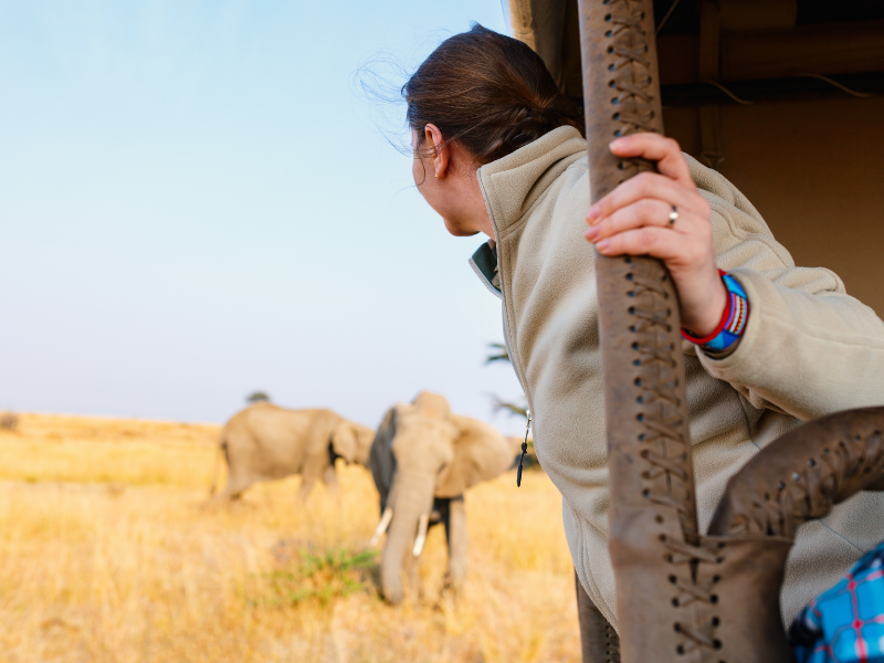 Traveler leaning out of an open safari vehicle watching elephants walk through golden grassland at close range, capturing a classic game drive moment.