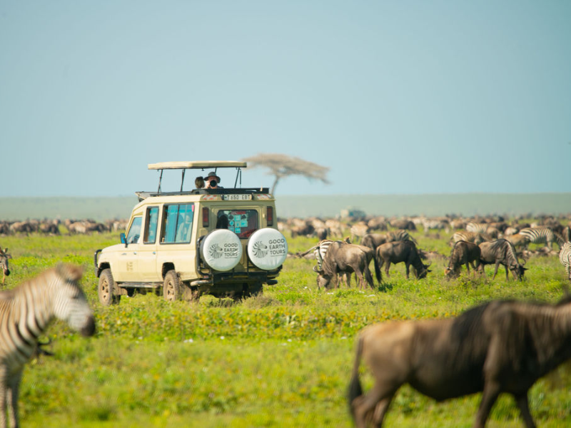 How Much Does an African Safari Cost? A 2026 Guide 2