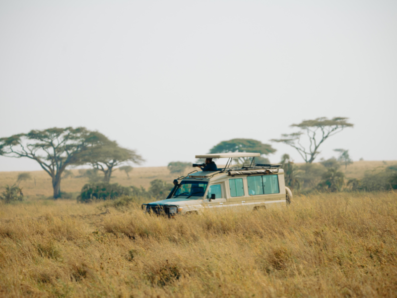 Safari vehicle moving through tall grass plains with acacia trees in the distance, highlighting the immersive wildlife setting compared to a traditional vacation.