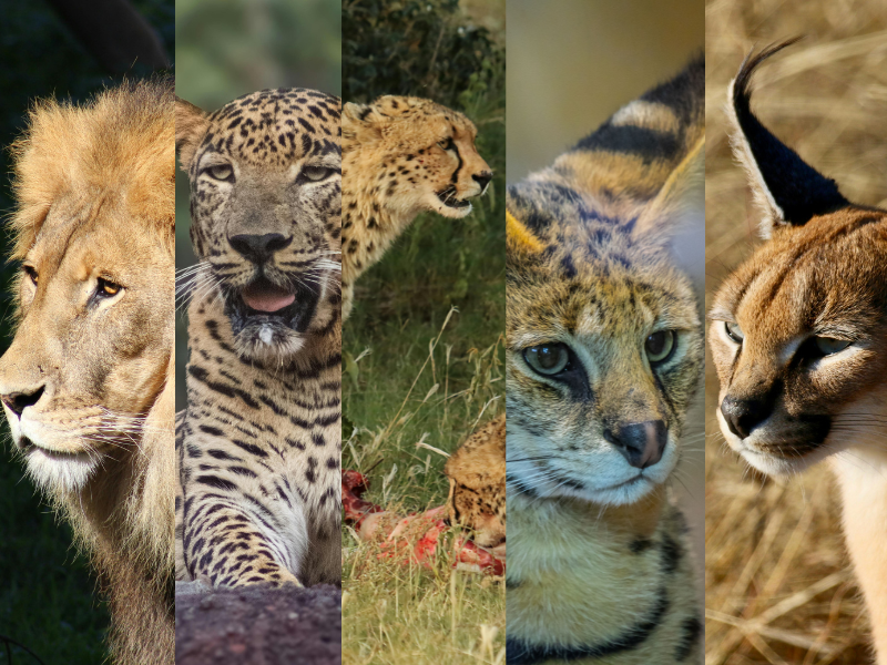 Africa has no tigers, but it has some of the most remarkable wild cats anywhere on earth. Here is what is actually here.