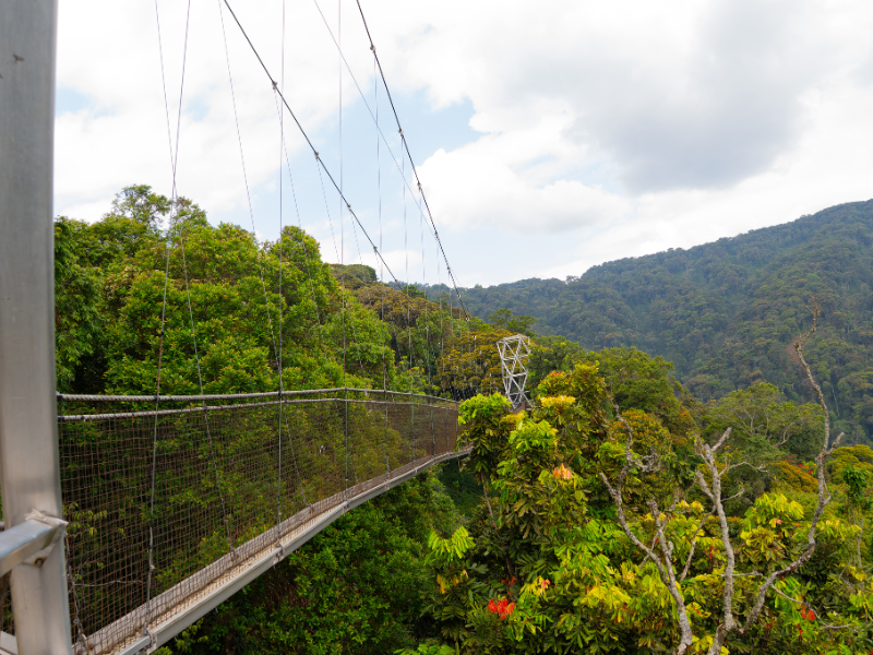 Canopy walkway suspended above lush green forest, offering a unique perspective and peaceful nature experience during safari retreats.
