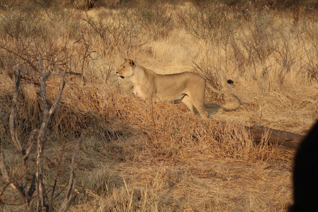 Lioness walking through dry grass and bush, alert and focused as she moves through the savannah in search of prey.