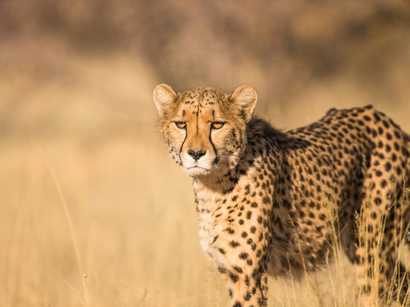 Cheetah standing in golden grassland, showing its slender body, spotted coat, and distinctive tear marks.