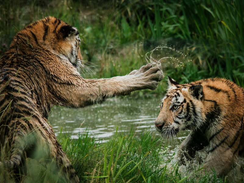 Two tigers playing in shallow water, splashing as they engage in a lively and energetic interaction.