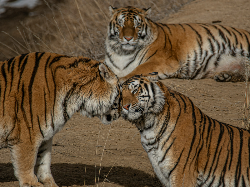 TThree tigers resting and interacting on dry ground, showing their social behavior and striking striped patterns.